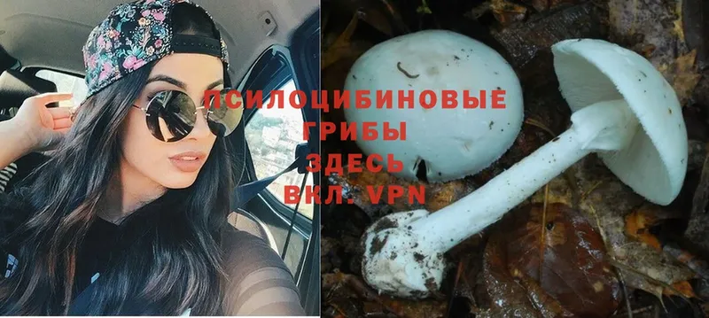 Галлюциногенные грибы MAGIC MUSHROOMS Болотное